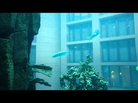 In the lift inside Aqua Dom, the huge aquarium, Sea Life / Radisson Blu Hotel, Berlin, Germany