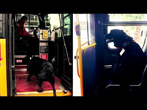 Schlauer Hund nimmt jeden Tag den Bus, um zum Hundepark zu fahren!